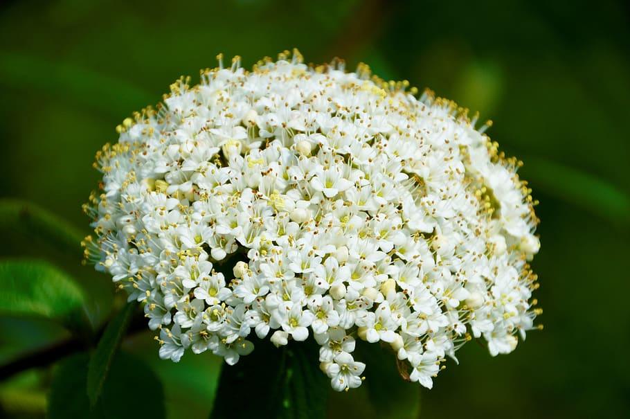 white flowers with yellow anthers, white filaments, brown stems and green leaves