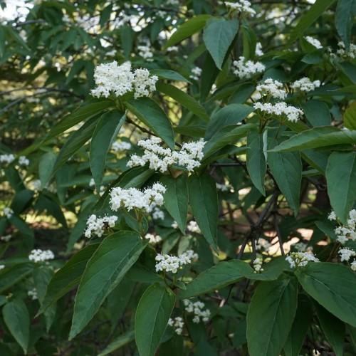 white flowers with white-yellow stamens, green leaves, and brown branches