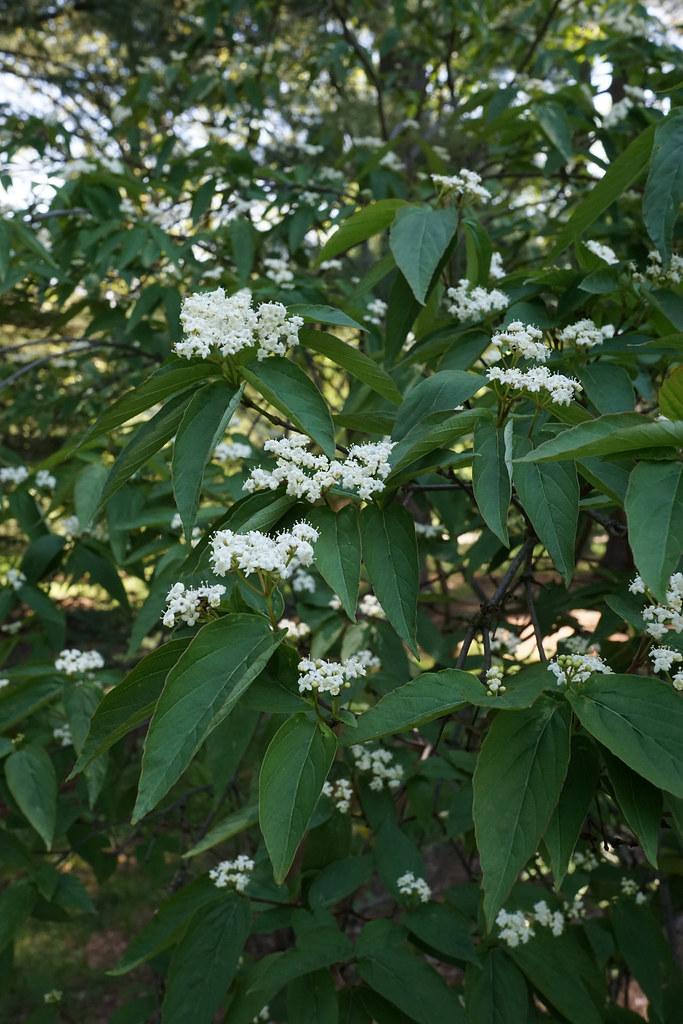 white flowers with white-yellow stamens, green leaves, and brown branches