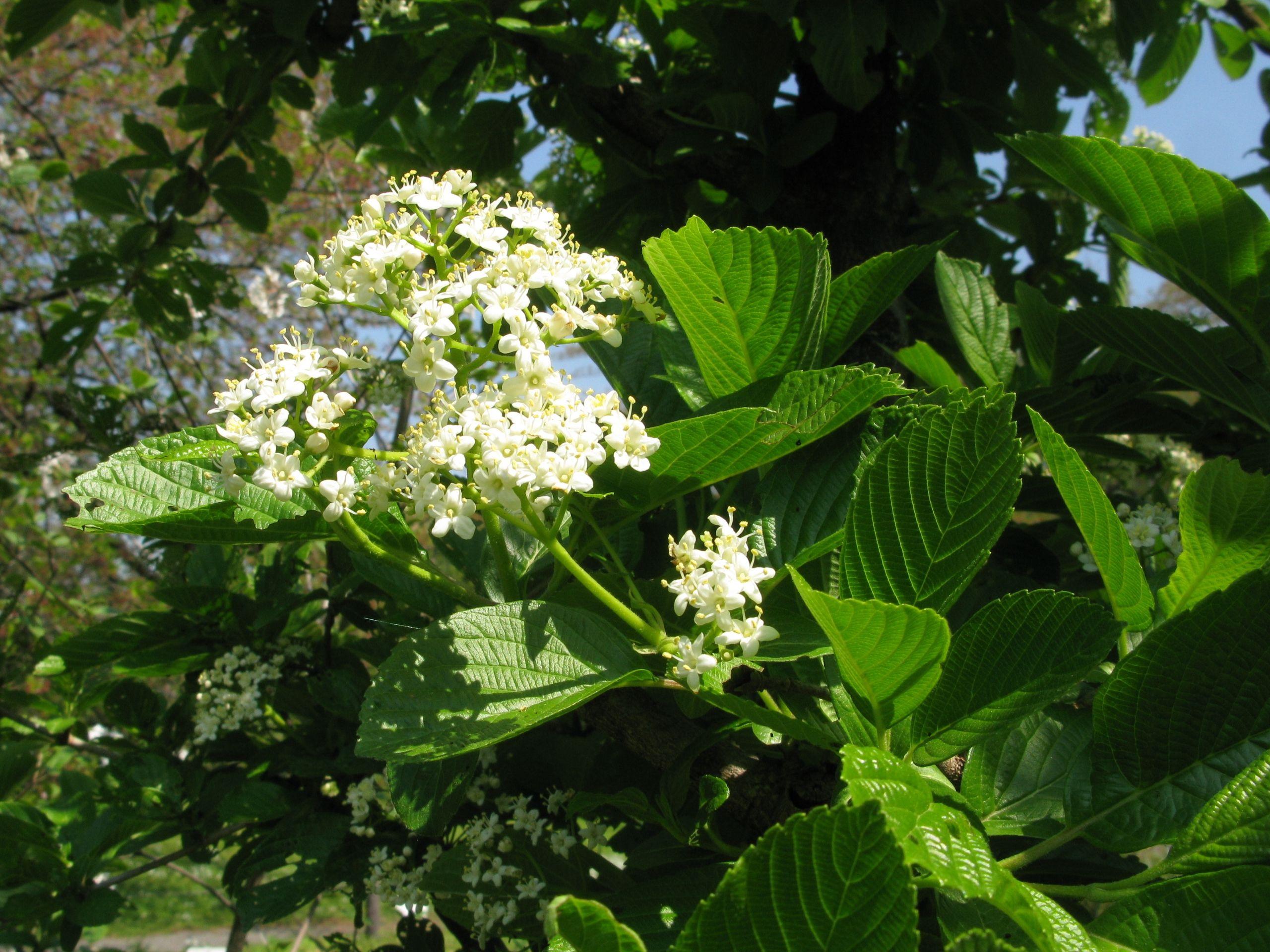 white flowers with yellow anthers, white filaments, lime-green leaves and stems 