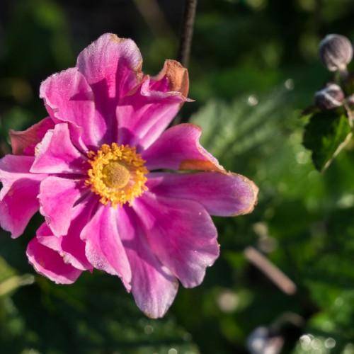 A beautiful bold pink flower with a yellow pistil and green leaves.