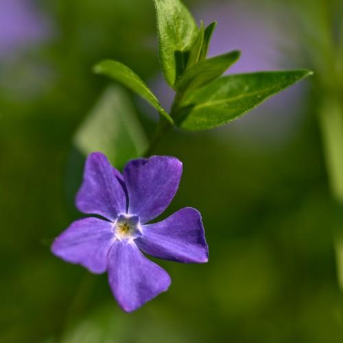 purple-blue flowers with yellow center, green leaves and stem