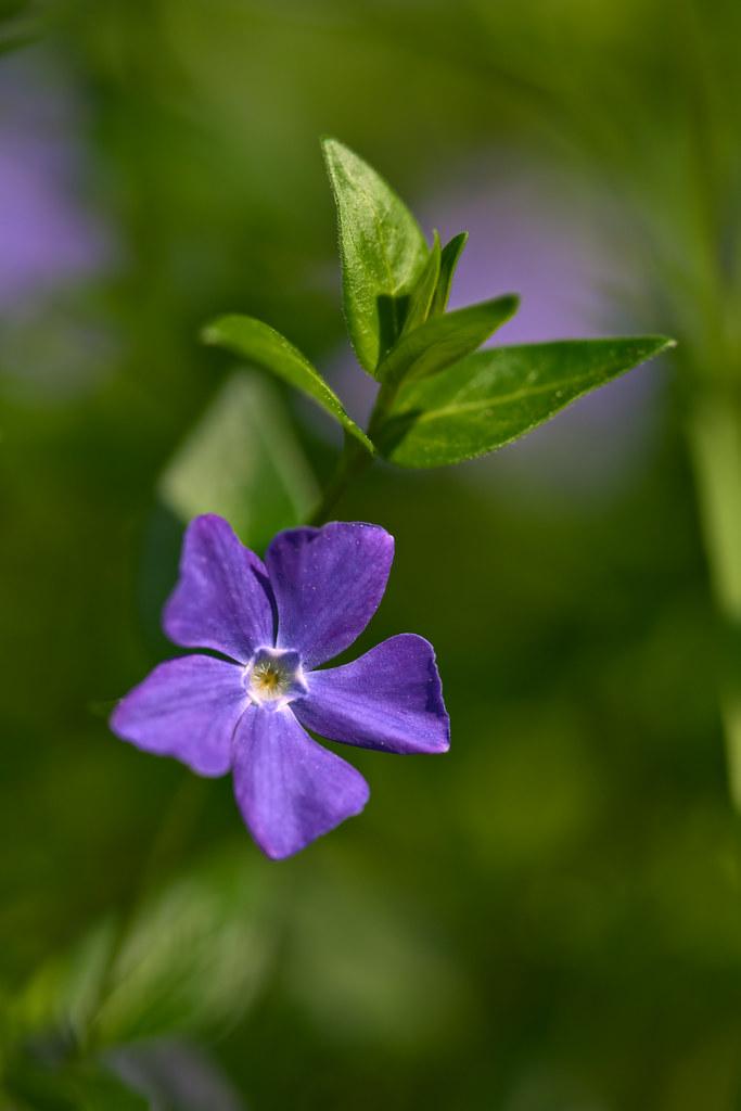 purple-blue flowers with yellow center, green leaves and stem