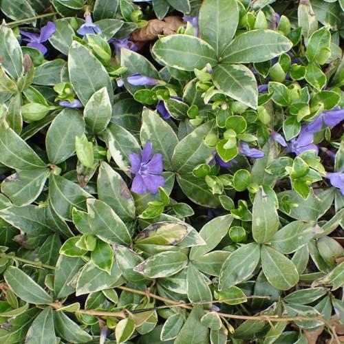 violet flowers with lime-green foliage and brown stems