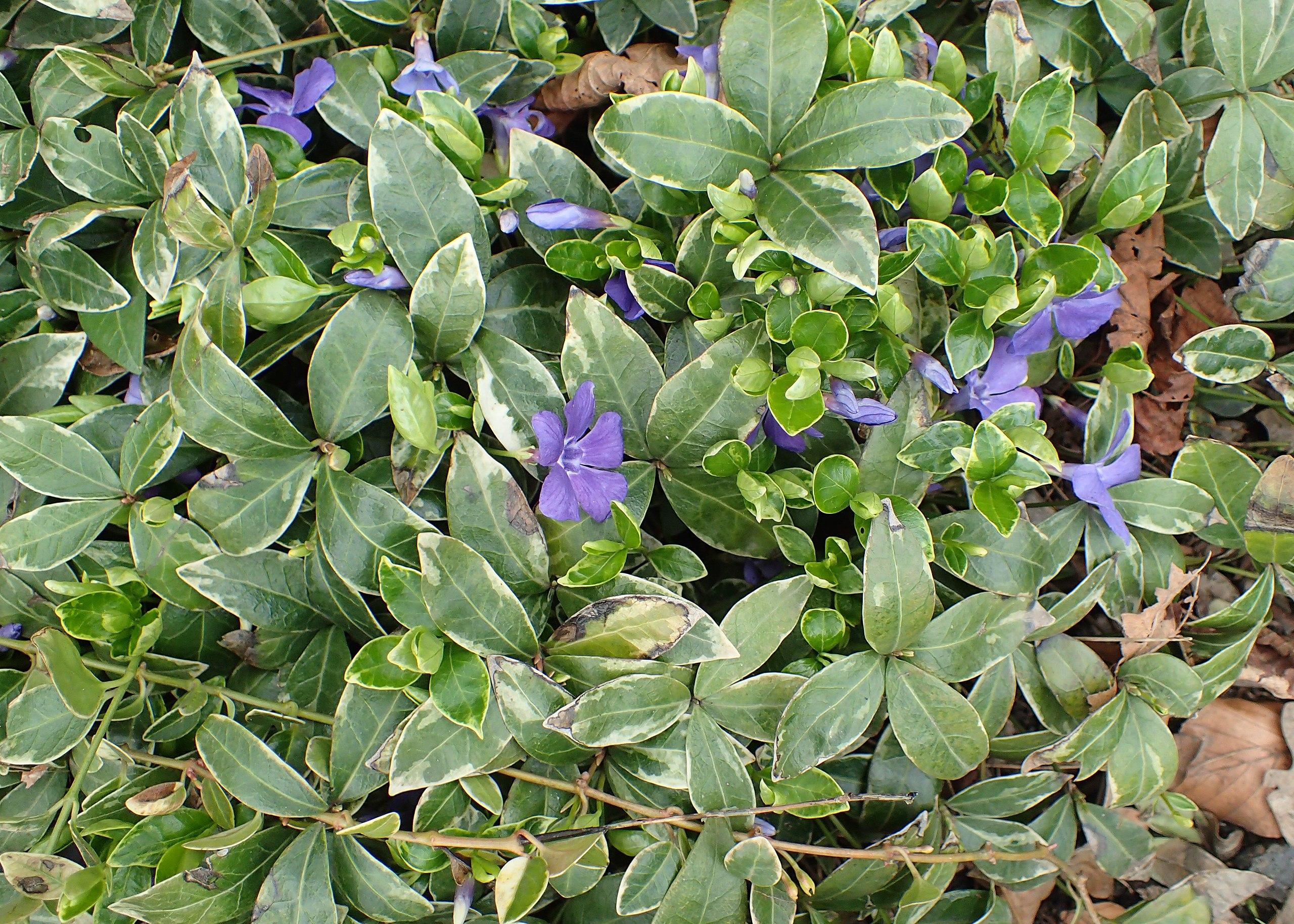 violet flowers with lime-green foliage and brown stems