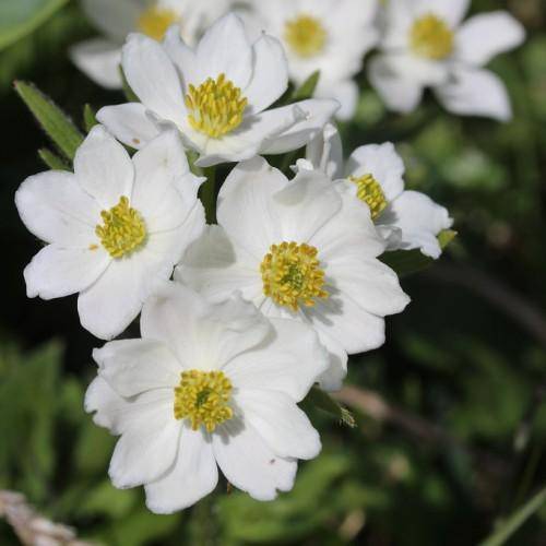 Stunning white flower with yellow pistils, growing on green stems and green leaves.