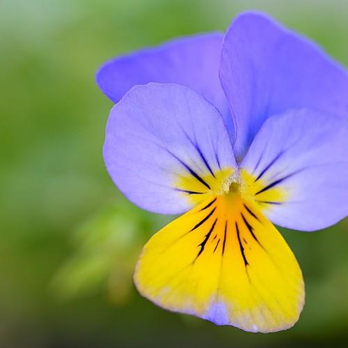 violet-yellow flowers with lime leaves