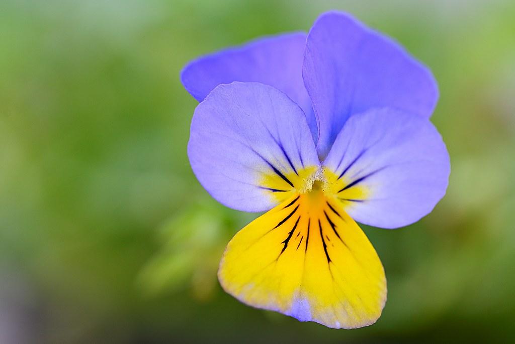violet-yellow flowers with lime leaves