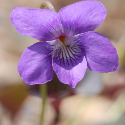 violet flowers with white-purple center and olive stem