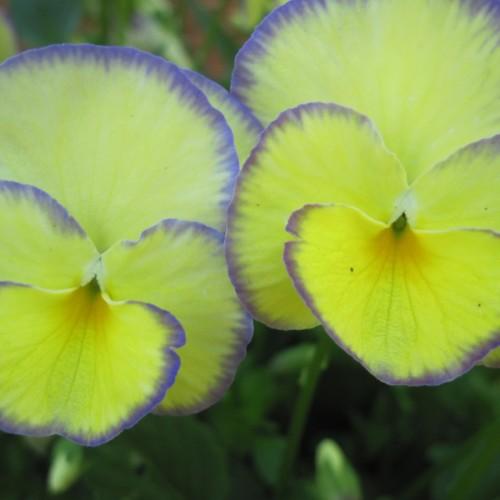 yellow-violet flowers with green leaves and stems