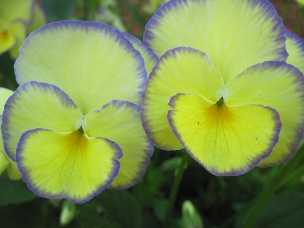 yellow-violet flowers with green leaves and stems