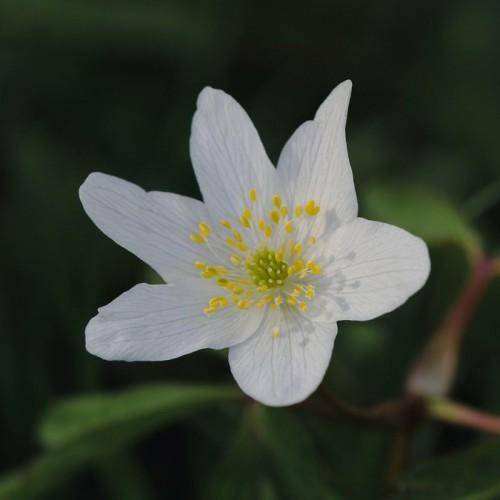 White-yellow flower on green stem.