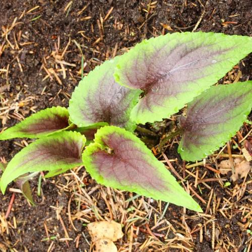 lime-burgundy foliage with olive stems