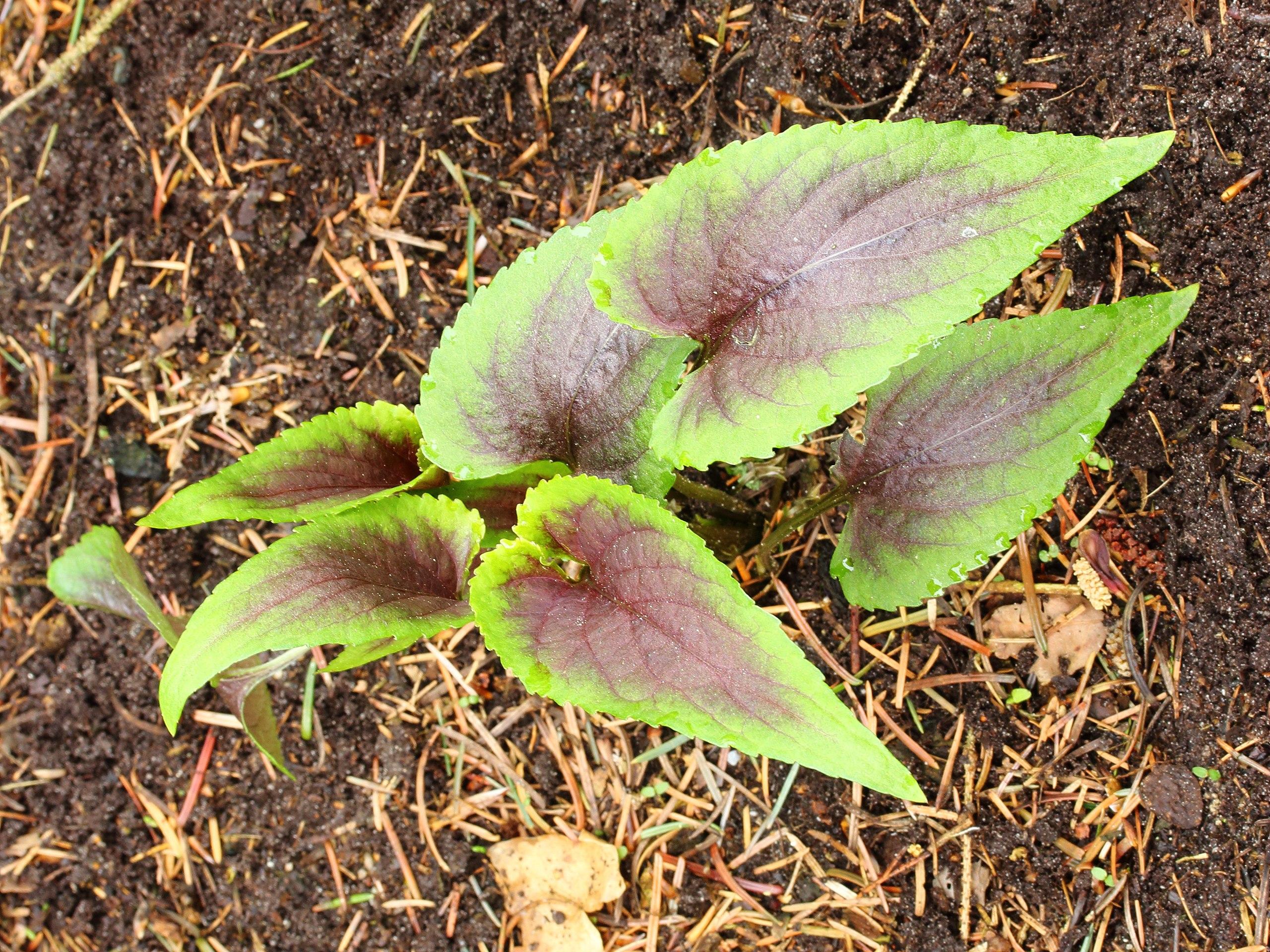 lime-burgundy foliage with olive stems