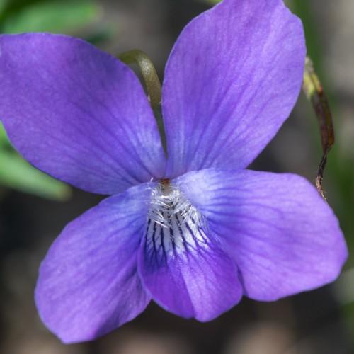 violet flower with white center, hairs, green foliage and olive stem