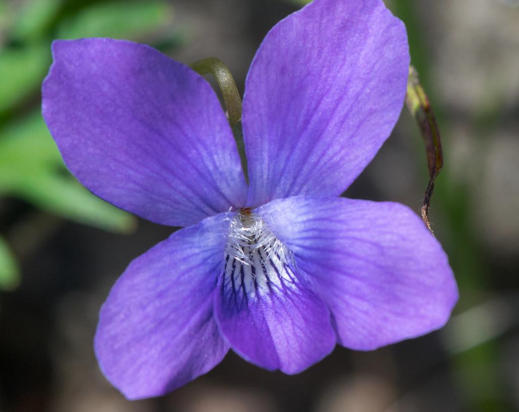 violet flower with white center, hairs, green foliage and olive stem