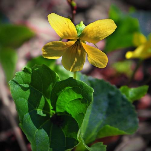 yellow flowers with lime-green leaves and stems