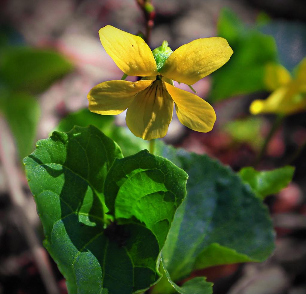 yellow flowers with lime-green leaves and stems