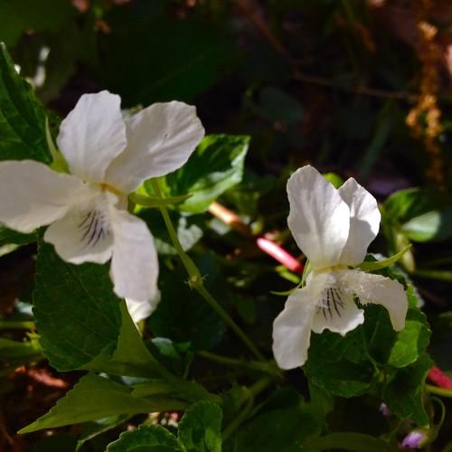 white-purple flowers with white hairs, lime-green leaves and pink-green stems