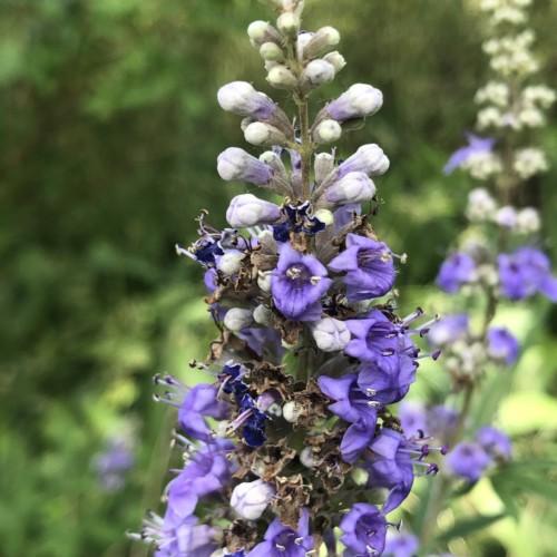 violet flowers with violet-white buds, violet anthers, white-violet filaments, olive stems and brown-lime leaves