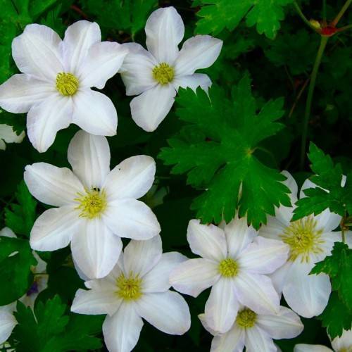 white flowers with yellow stamens and center, green leaves and stems