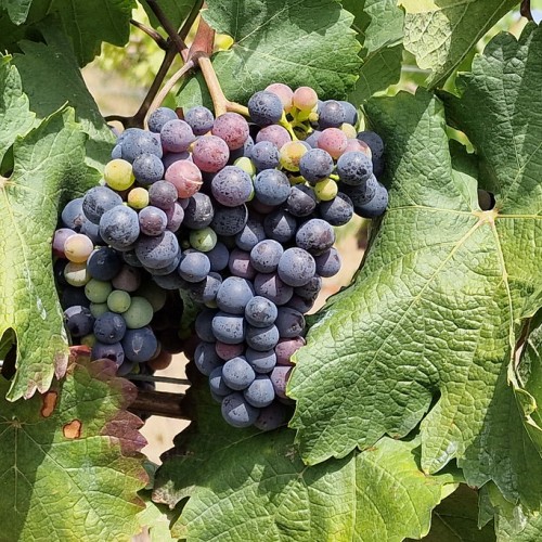 Round navy-purple-green fruits, light-brown stems and green leaves.