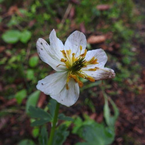 White flower with a yellow pistil over long green stem and green leaves.