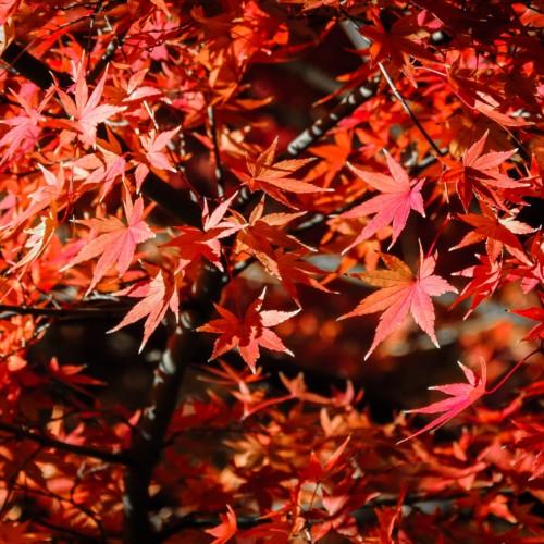 Coral-red leaves and petiole and brown stems.