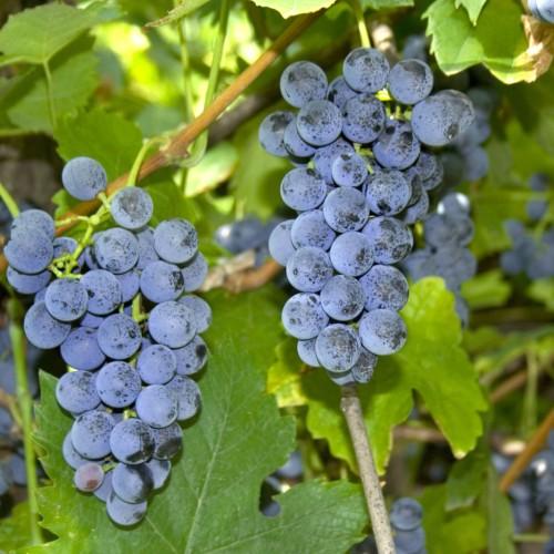 blue-black fruits with lime leaves, lime-orange stems and light-brown branches