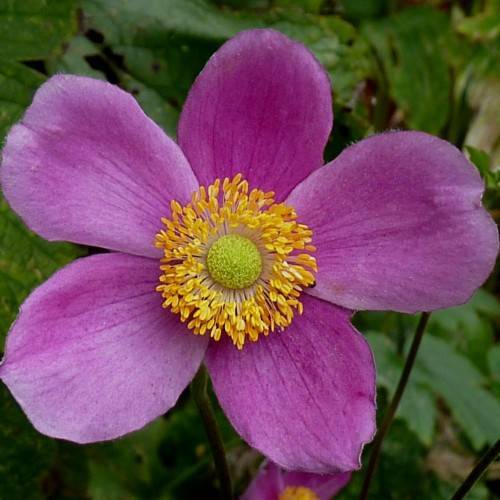 pink-purple flower with lime center, yellow stamens, green leaves and brown stems