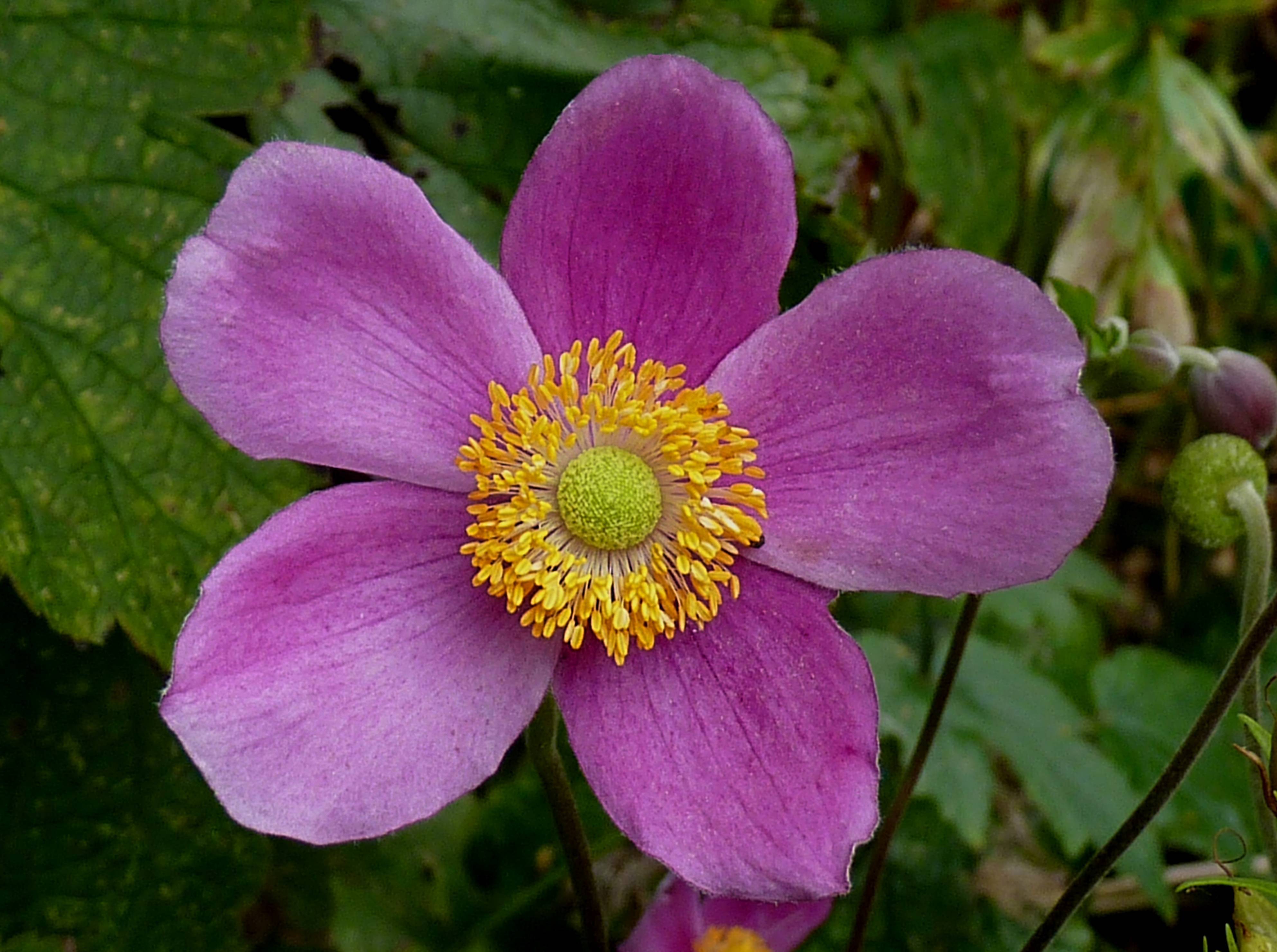 pink-purple flower with lime center, yellow stamens, green leaves and brown stems