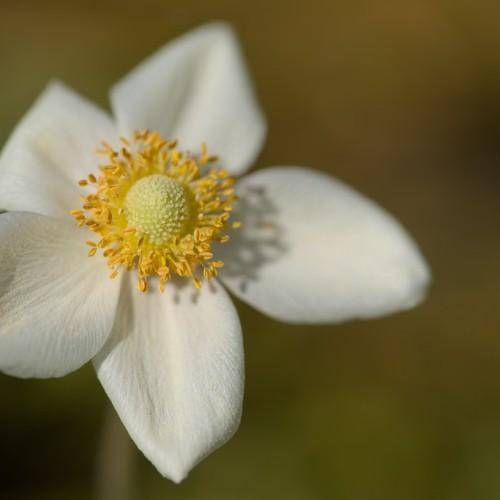 White petals surrounding a yellow center and lemon-green bud and yellow stamen.