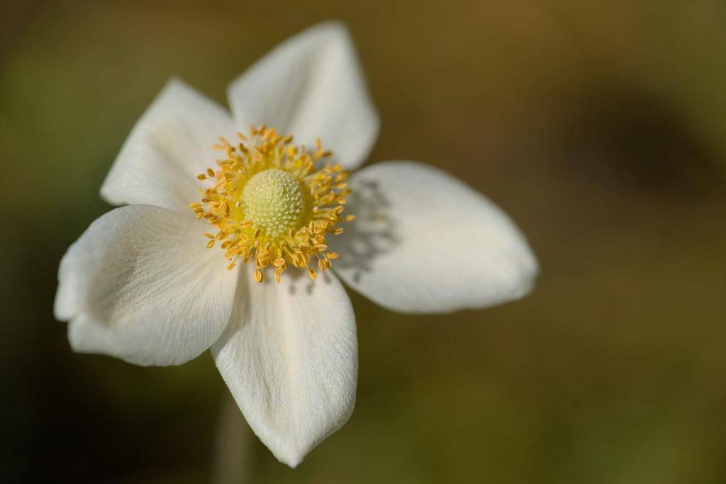 White petals surrounding a yellow center and lemon-green bud and yellow stamen.