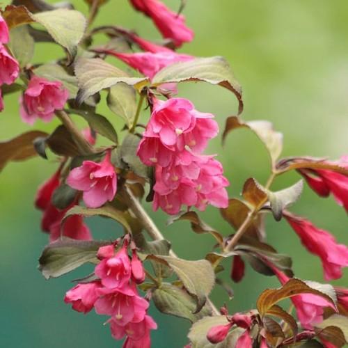 pink flowers with olive-brown leaves and stems