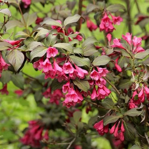 pink flowers with olive leaves and olive-brown stems