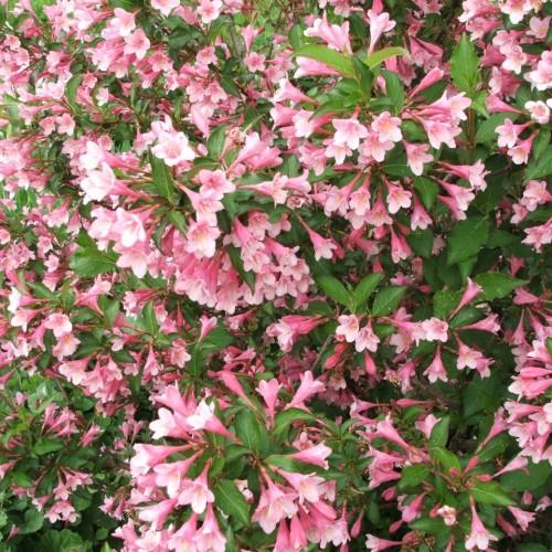 pink-white flowers with green leaves and brown stems