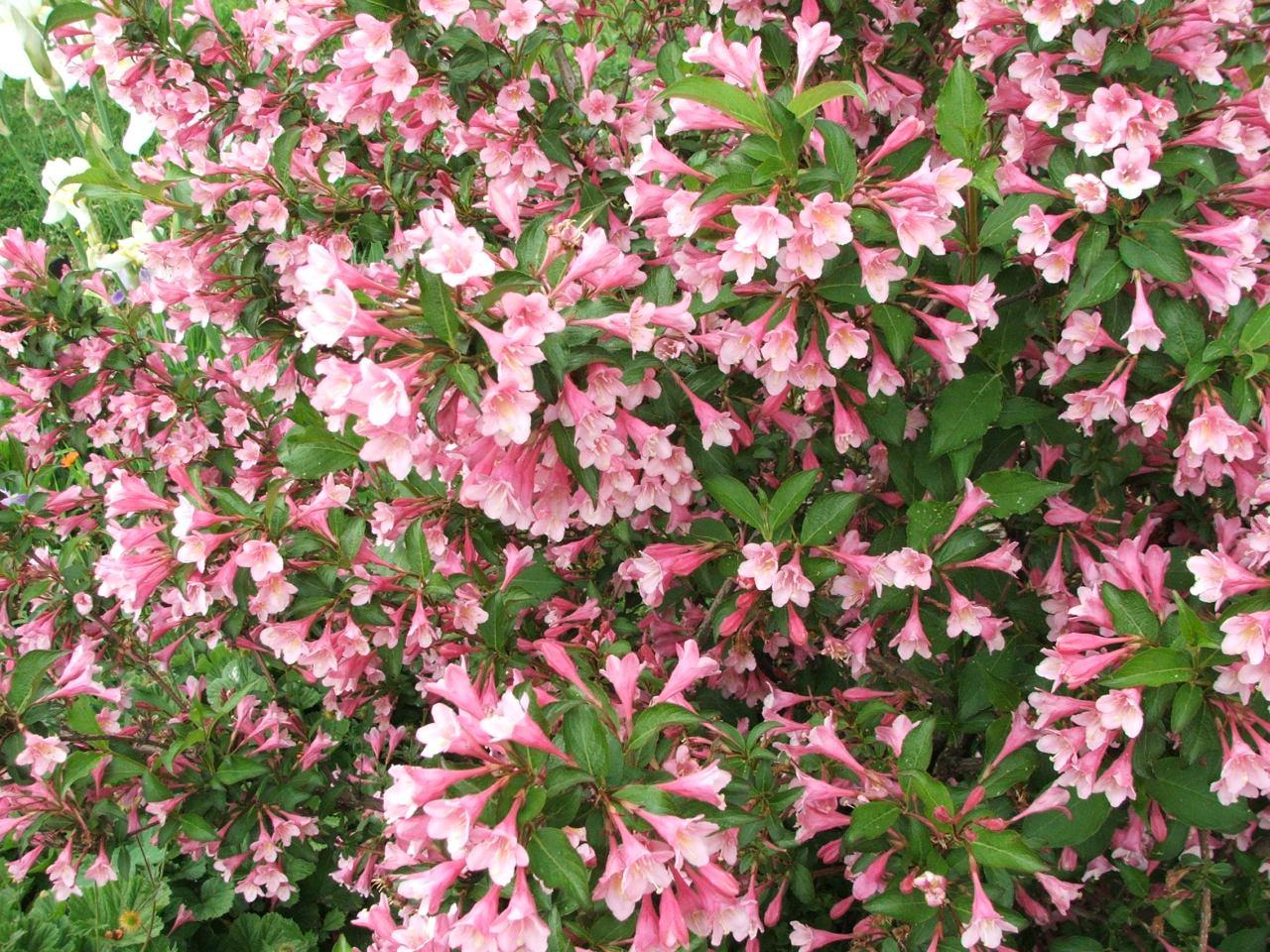 pink-white flowers with green leaves and brown stems