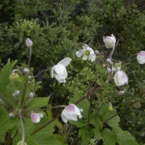White-purple flowers and yellow-green centers atop hairy green-purple stems and green leaves.