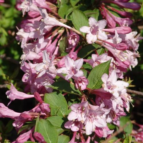 pink-white flowers with dark-pink buds, green leaves and brown stems