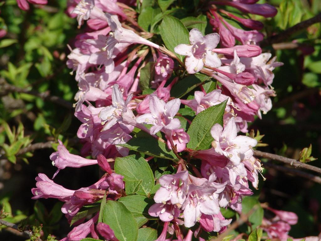 pink-white flowers with dark-pink buds, green leaves and brown stems