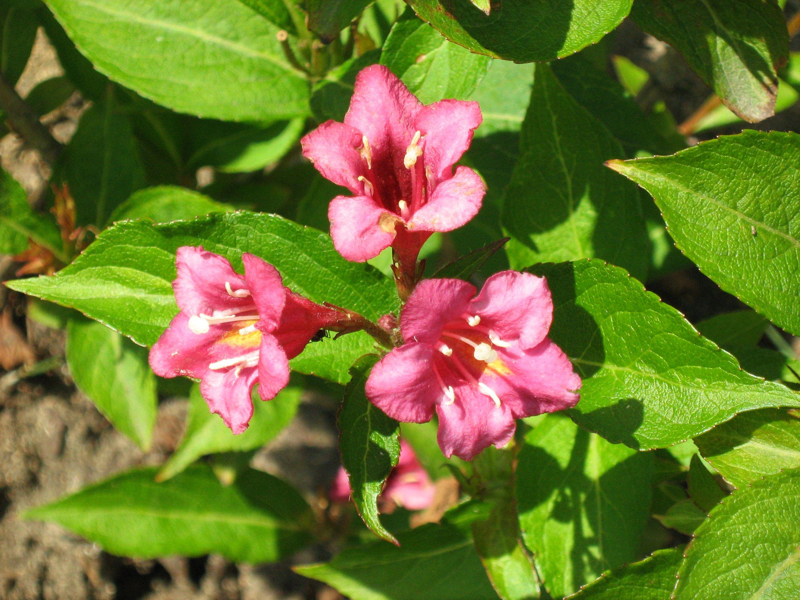 pink flowers with yellow anthers, pink filaments, lime leaves and stems