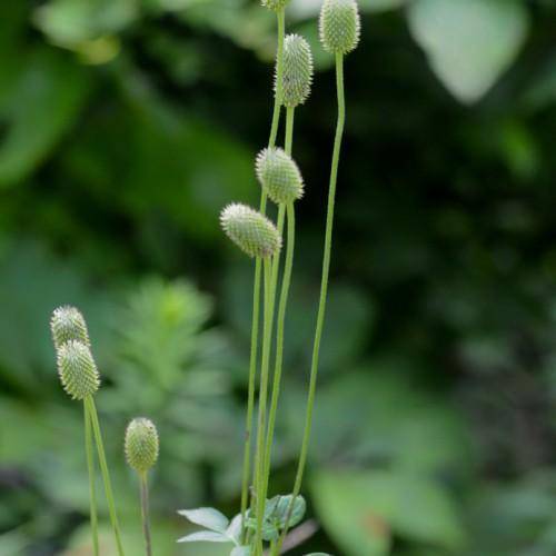 Lobed edged green leaves, and green center.