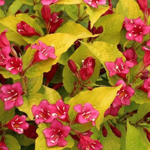ruby-pink flowers with yellow stamens,
dark-pink buds, yellow-olive leaves and stems