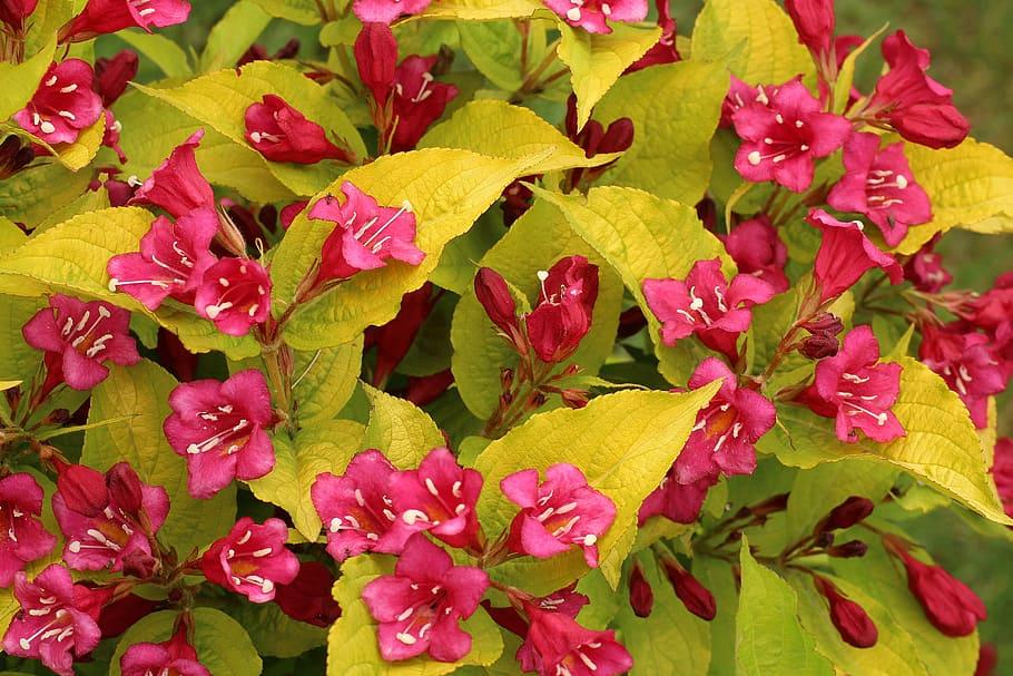 ruby-pink flowers with yellow stamens, 
dark-pink buds, yellow-olive leaves and stems