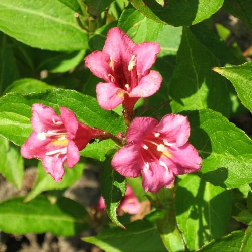 pink flowers with yellow anthers, pink filaments, green leaves and stems
