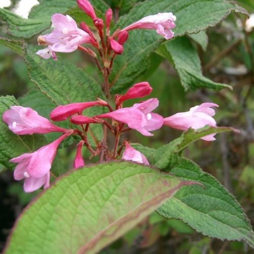 pink-white flowers with green-pink leaves, dark-pink buds, and red stems