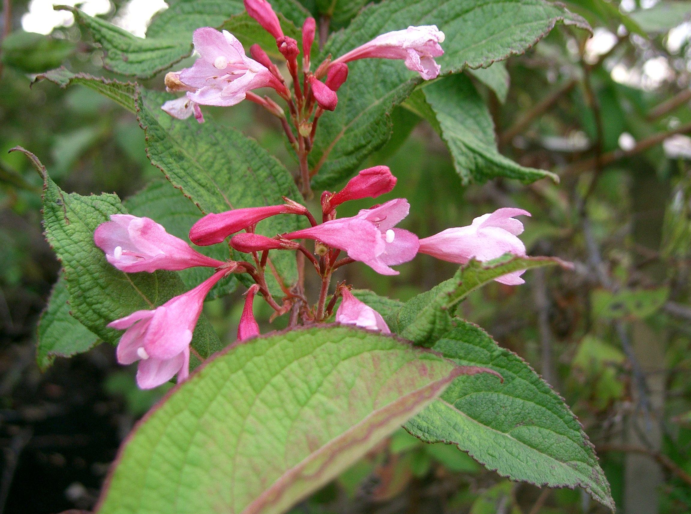 pink-white flowers with green-pink leaves, dark-pink buds, and red stems