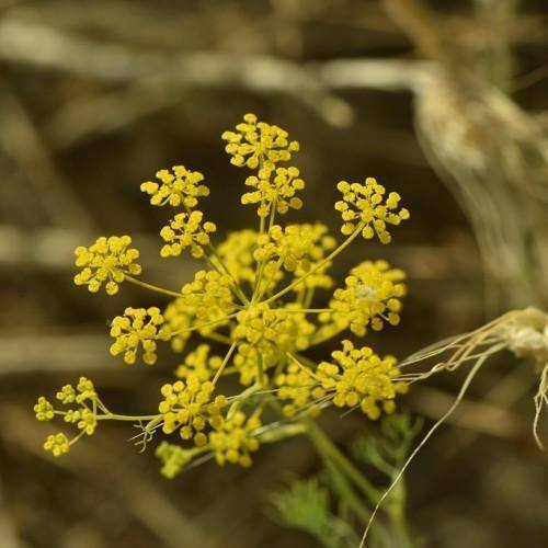 Yellow-green stalks with small yellow flowers clusters. 