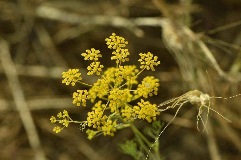 Yellow-green stalks with small yellow flowers clusters. 