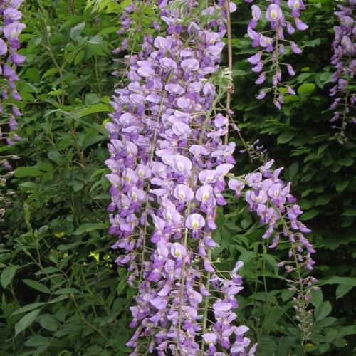 light-purple flowers with yellow-white center, green leaves and stems